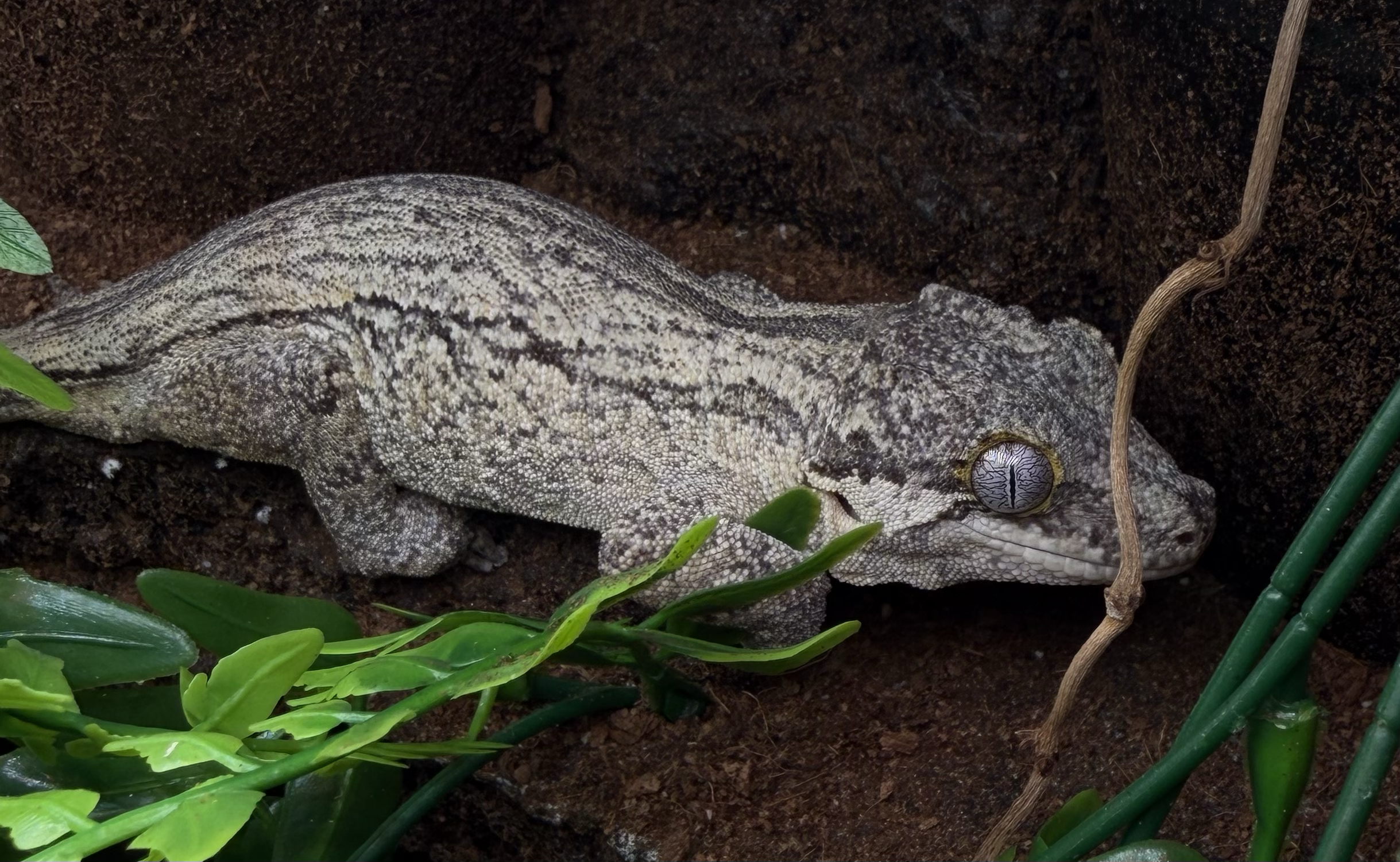 Adult female : Medusa