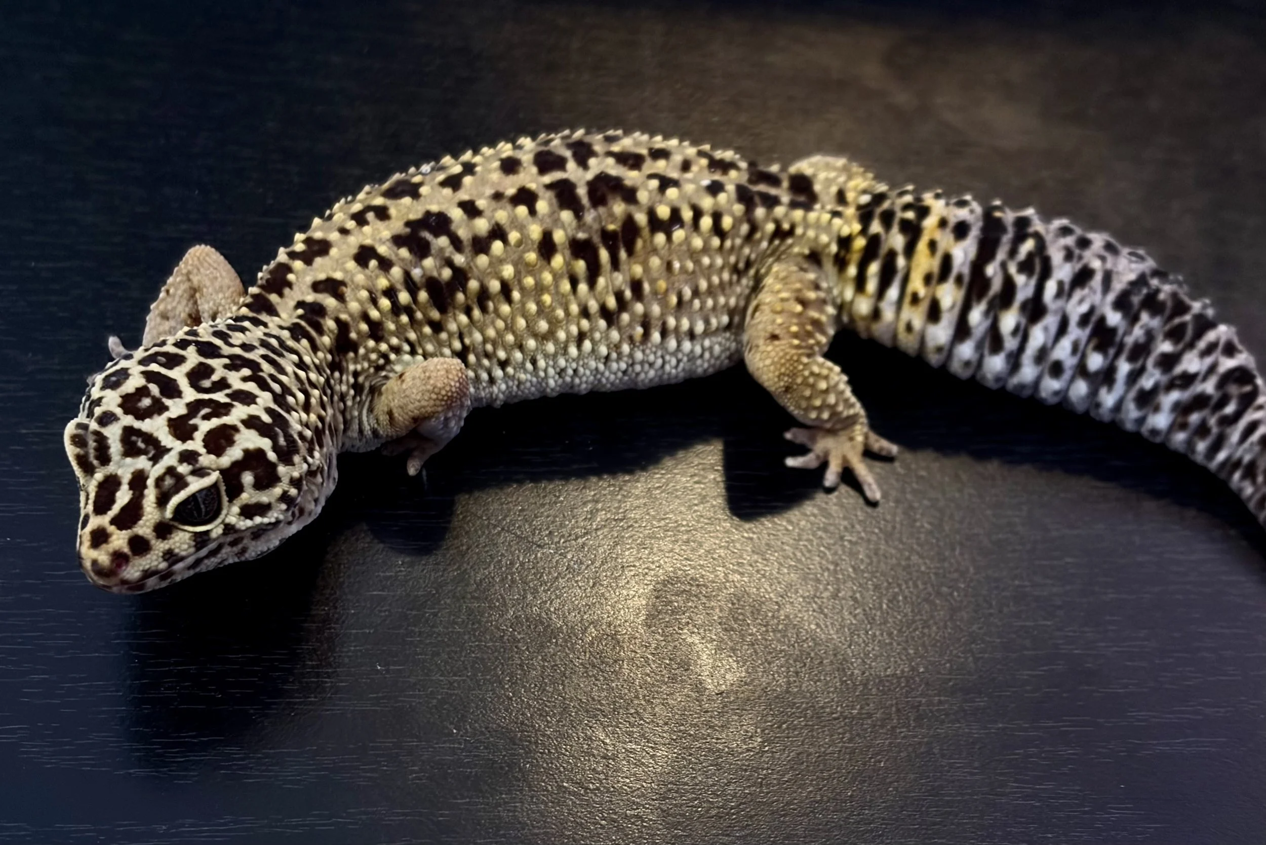 Adult female Rescue: Moe