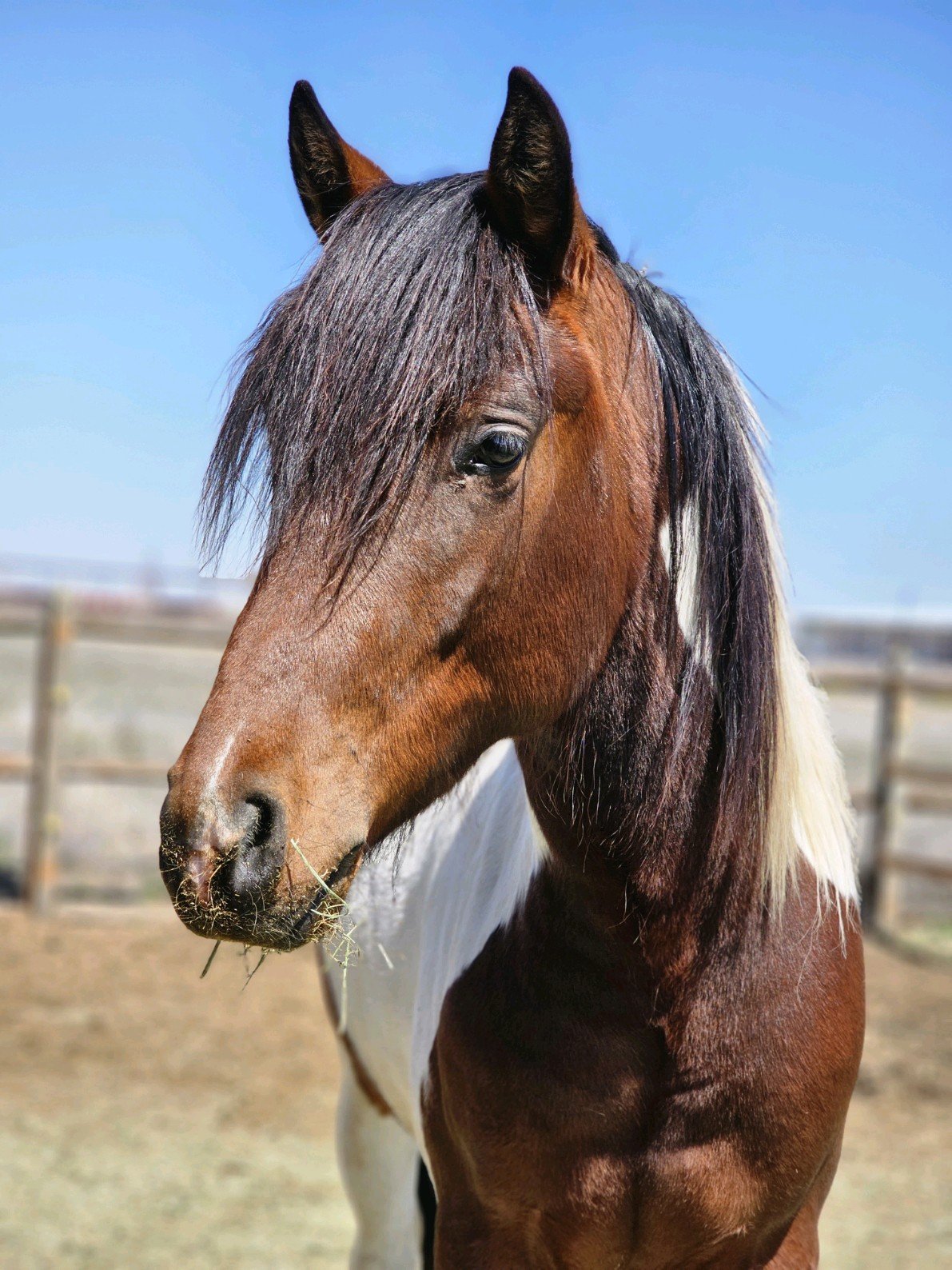 Close-up of a brown and white horse with a long mane, standing outdoors on a sunny day.