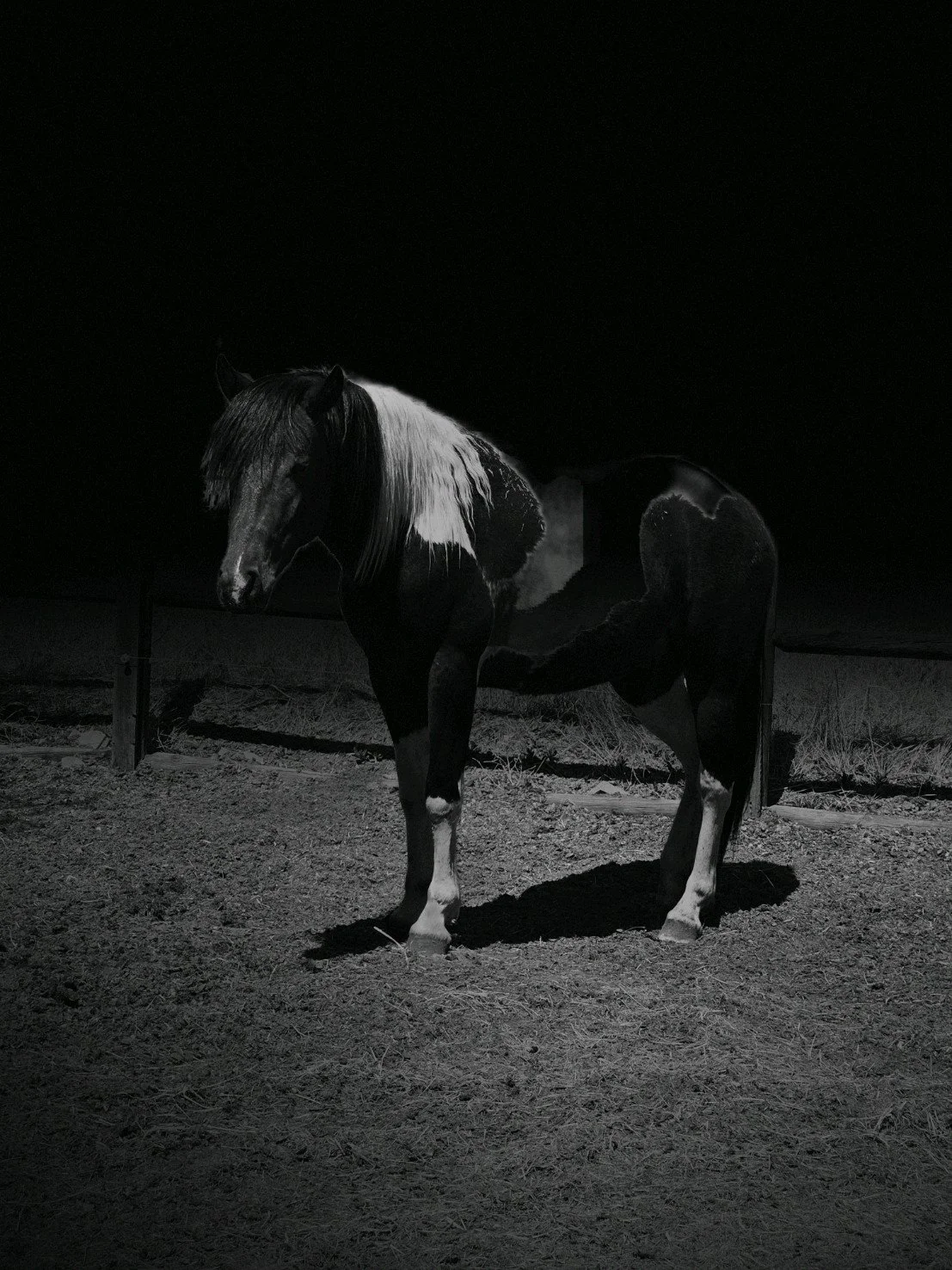 A black and white horse standing on a dirt ground during nighttime, with a dark sky and a fence in the background.