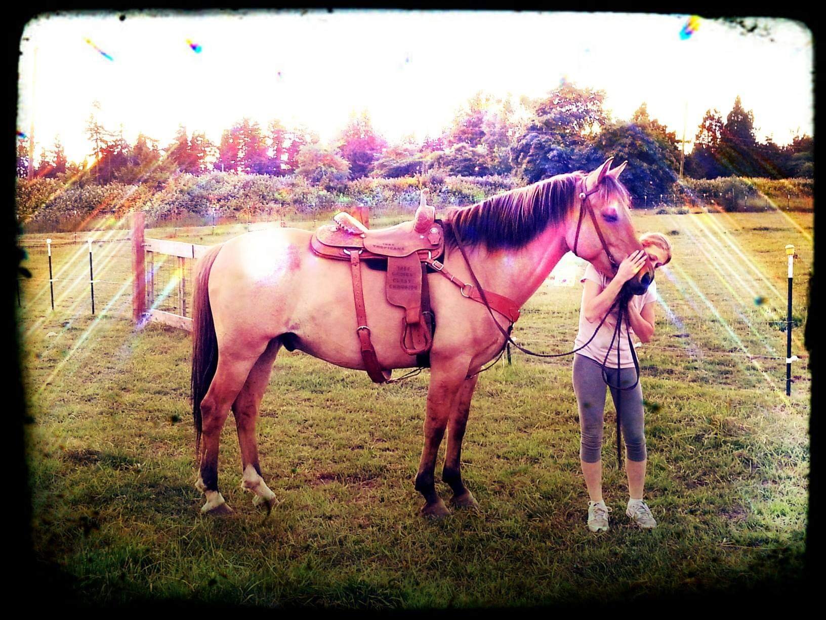 A woman standing next to a saddle horse in a grassy field during sunset or sunrise.