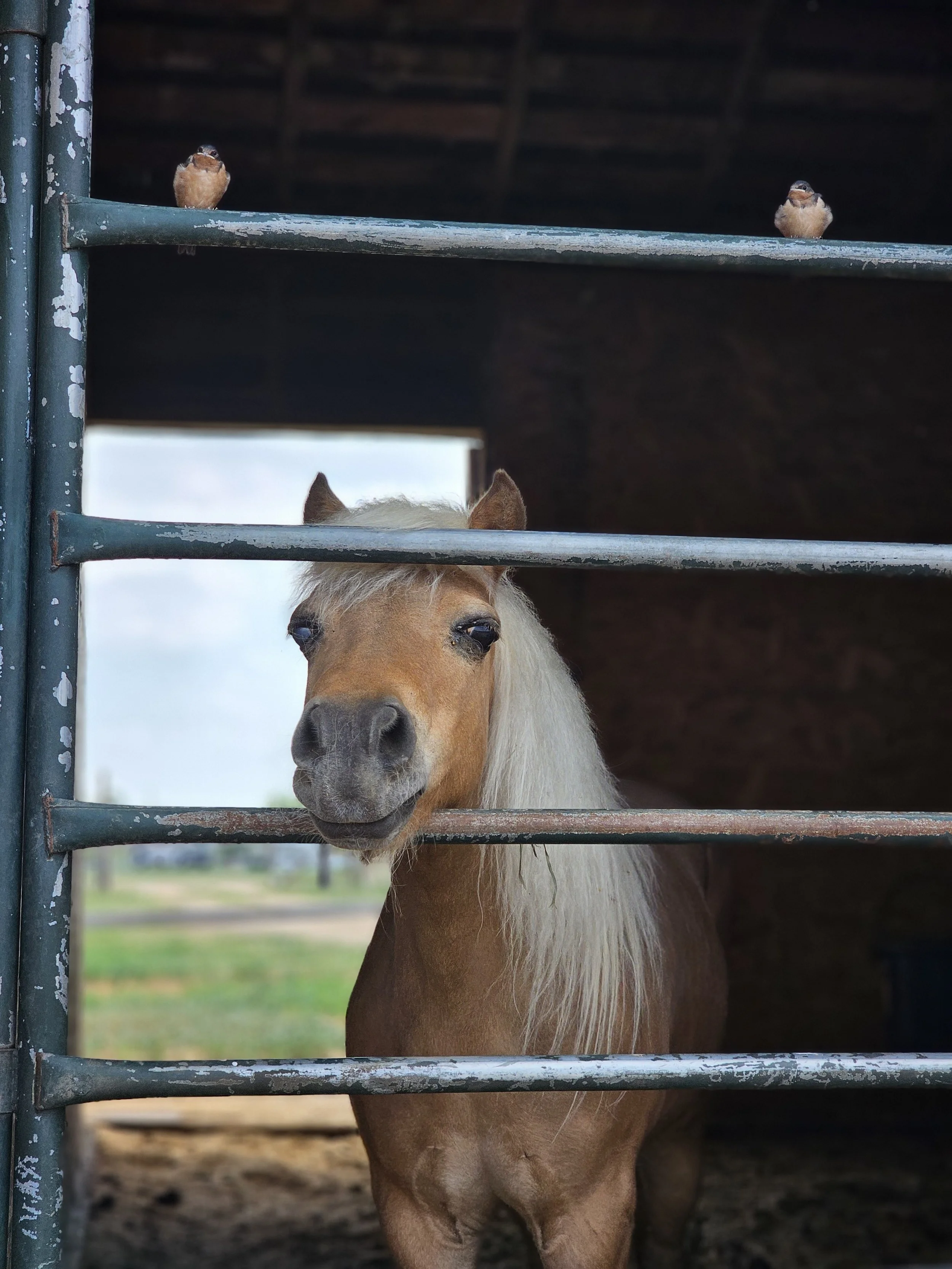 A small brown horse stands inside a stable, looking out through metal bars, with two birds perched on the bars above.