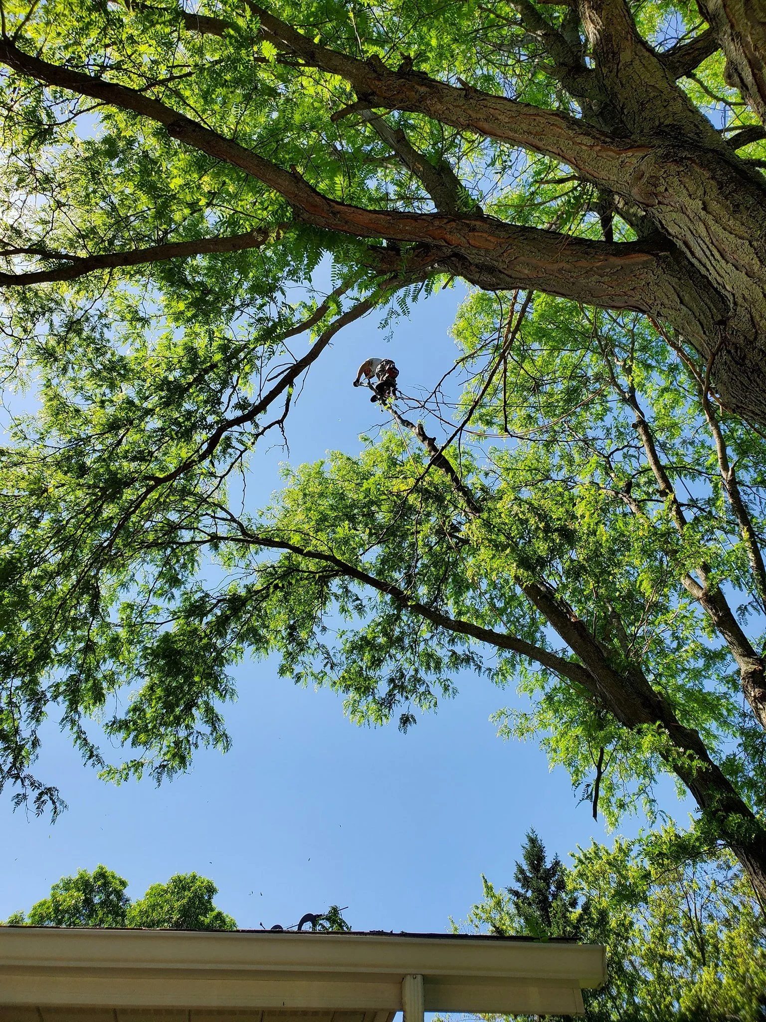 A person in safety gear climbing or trimming a large tree with green leaves, seen from below, against a clear blue sky.