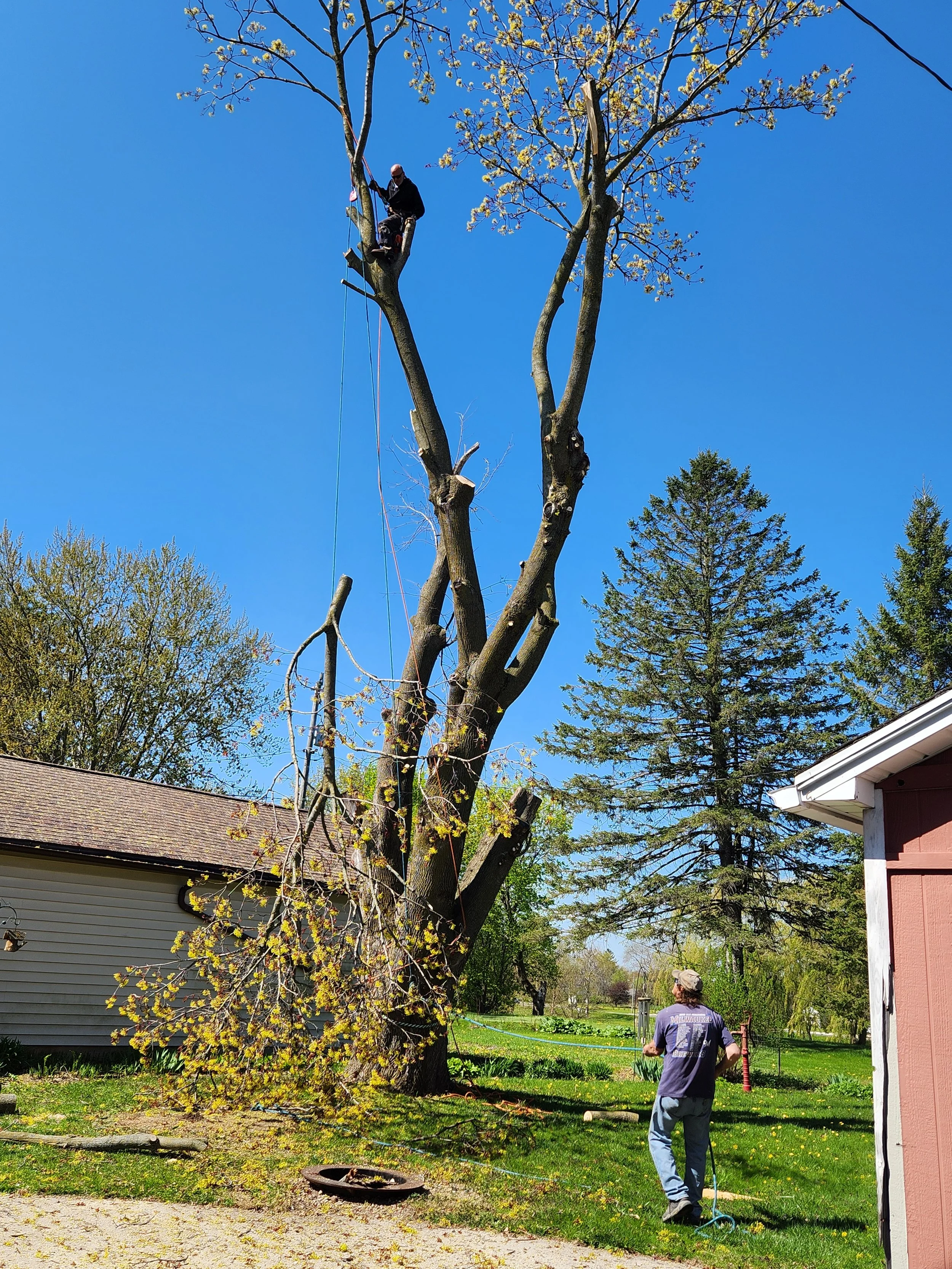 A man and a boy are cutting a tall, leafless tree with a chainsaw outdoors on a sunny day. The man is on the ground, and the boy is in the tree.