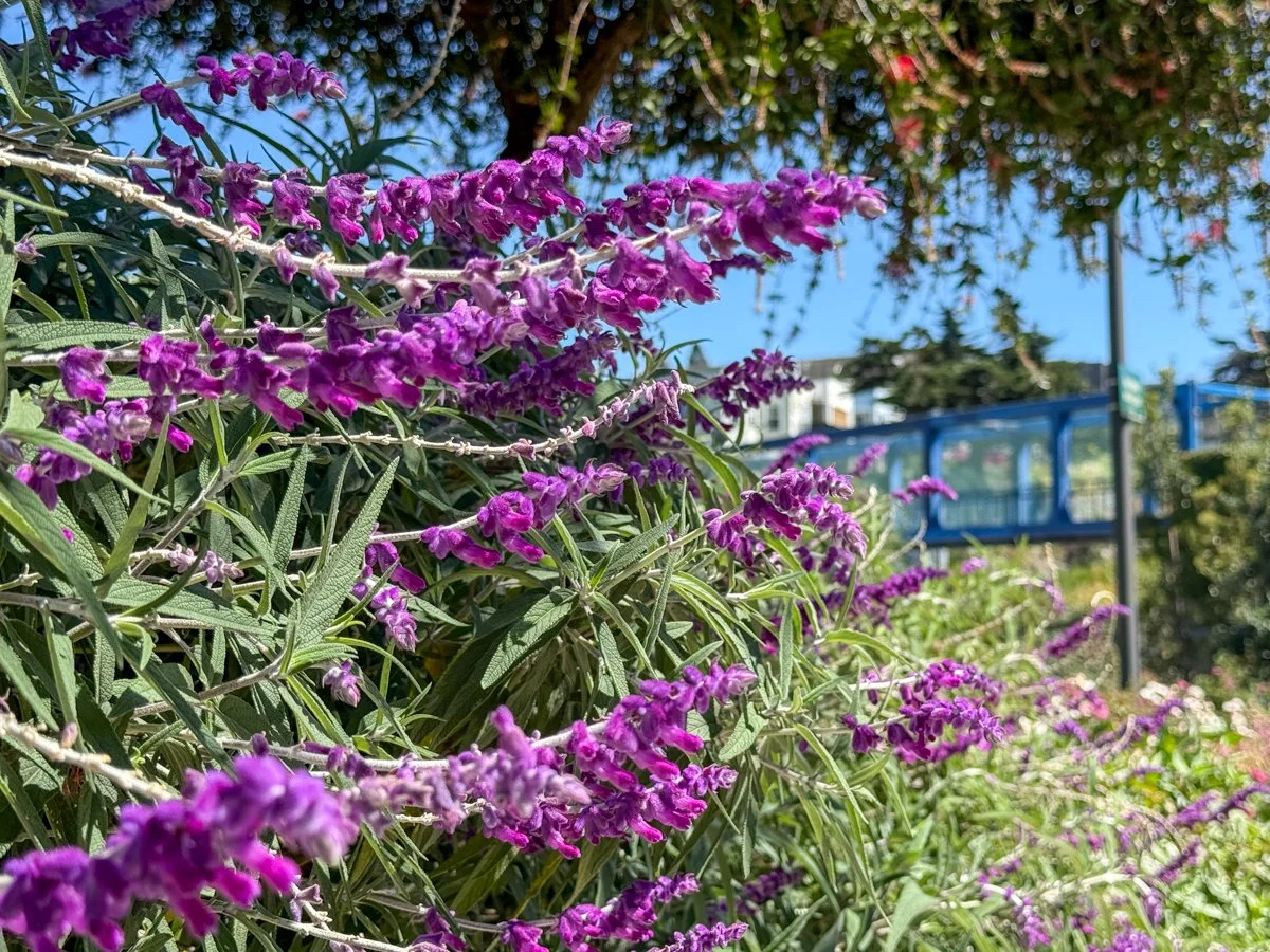Get to Know the GBD: The Green Benefit District