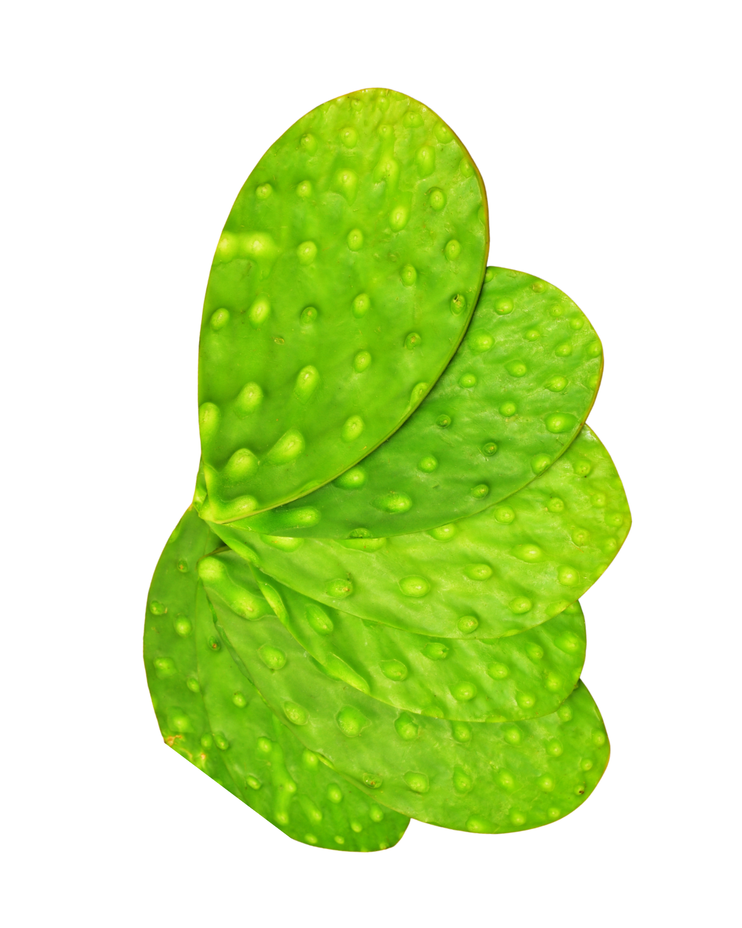 Four overlapping green prickly pear cactus pads with small bumps on a white background.