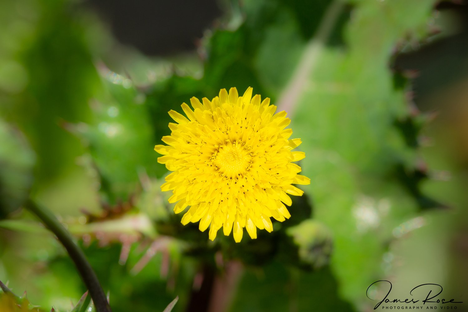 Close-up of a bright yellow flower with a circular pattern of small petals, surrounded by green foliage.