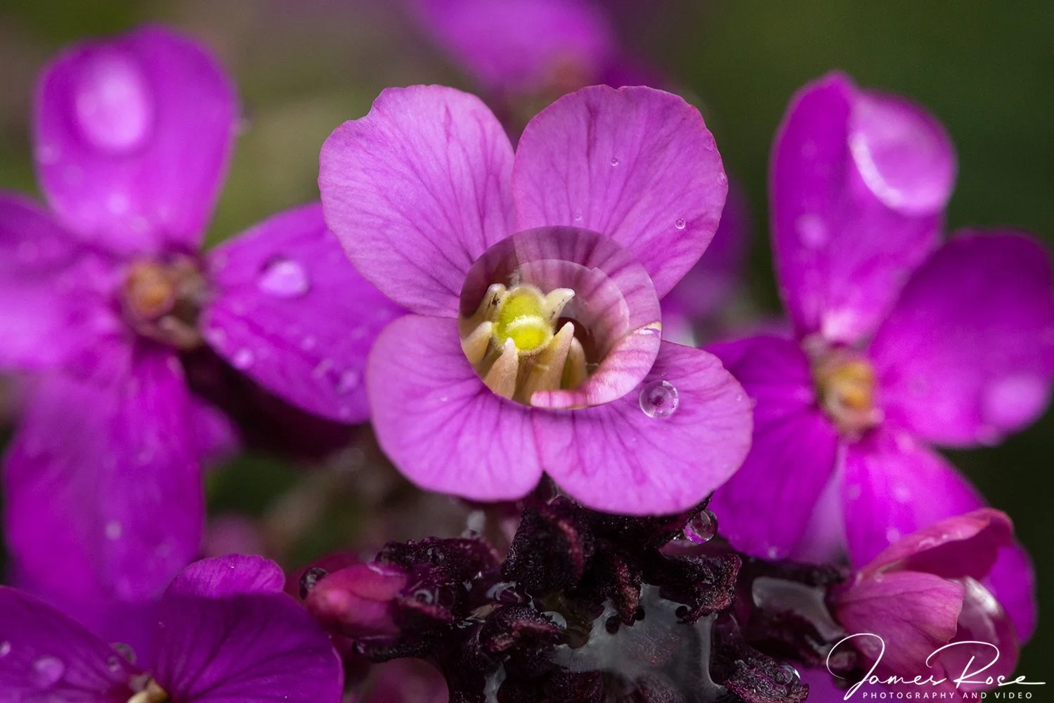 Close-up of purple and pink flowers with water droplets, showing one flower at the center with an insect inside.