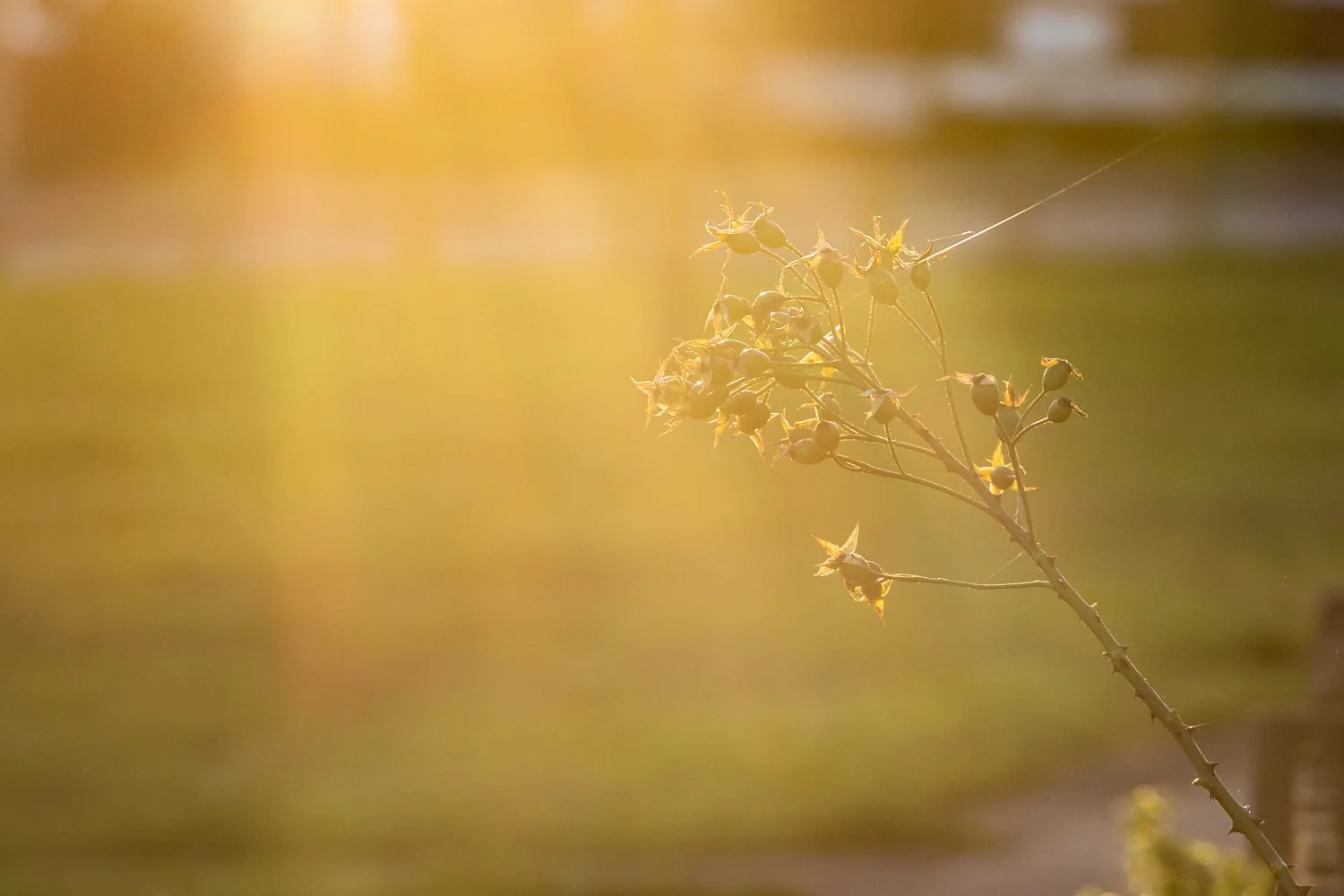 A branch with small berries and leaves, backlit by warm sunlight, with a blurred natural background.