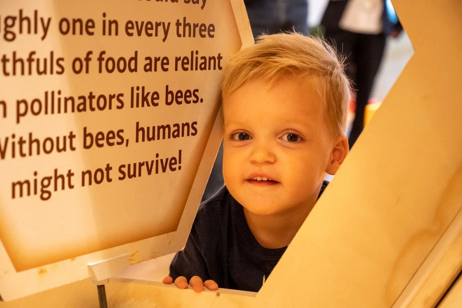 A young boy with blond hair and blue eyes peeks through a cutout in a yellow display board with text about pollinators and bees.