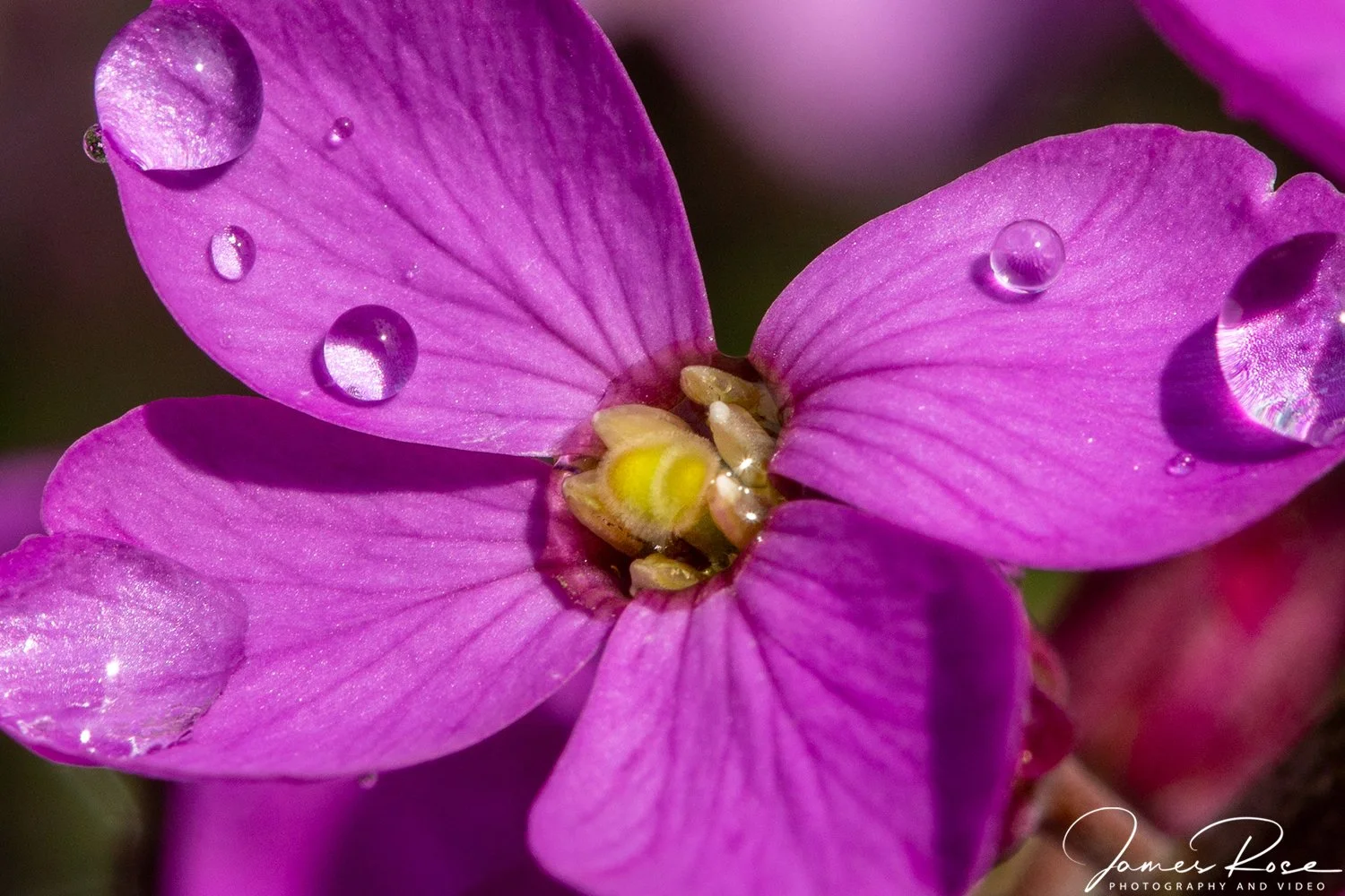 Close-up of a pink flower with water droplets on its petals and a small bee near the center.