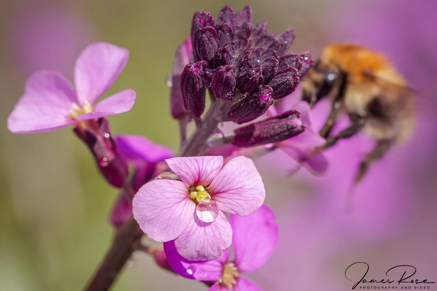 Close-up of pink and purple flowers with a bee on the right, with water droplets on the petals and buds.