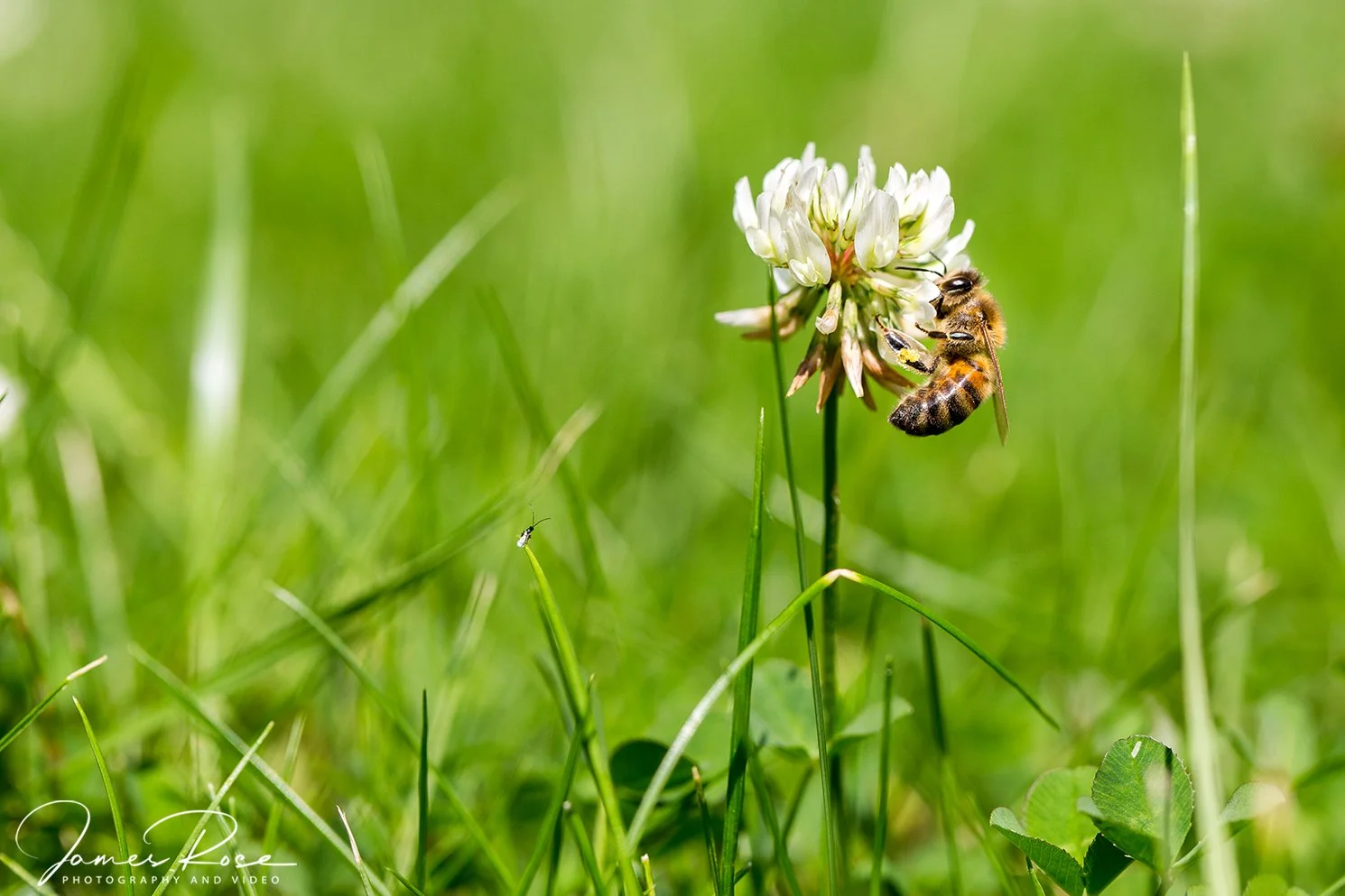 A bee gathering nectar from a white-clover flower in a grassy field.