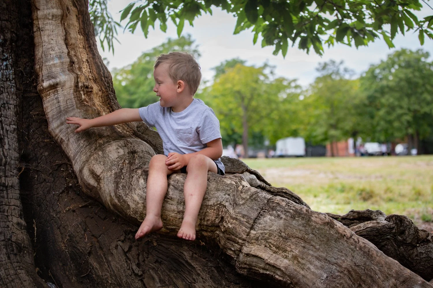 A young boy sitting on a large tree root and touching the trunk, smiling, in a park with green trees in the background.