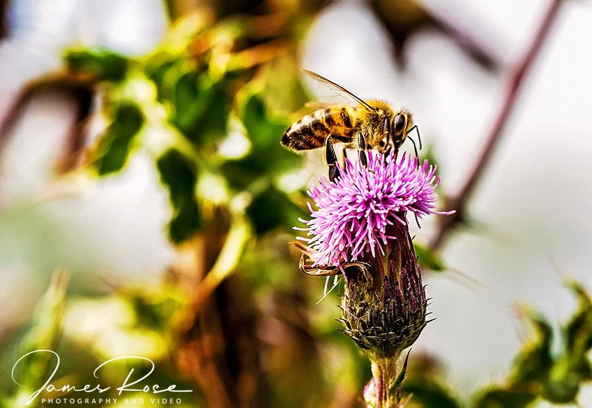 A honeybee collecting nectar from a pink thistle flower.