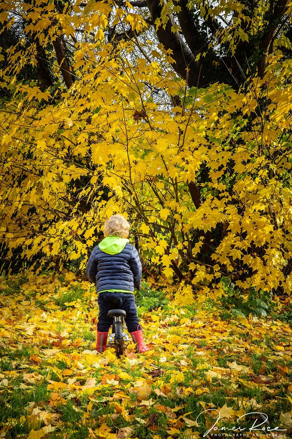 A young child with blonde hair, wearing a dark puffer jacket with a lime green hood and red rain boots, riding a balance bike through a park filled with fallen yellow leaves and large trees with yellow foliage.
