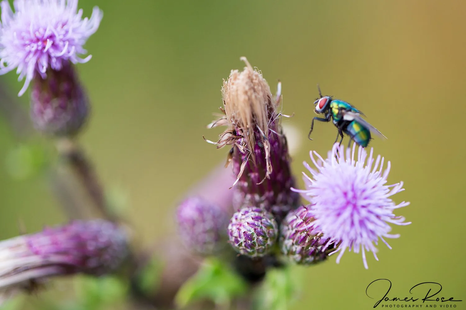 A close-up of a green and black hovering fly with red eyes near purple flowers.