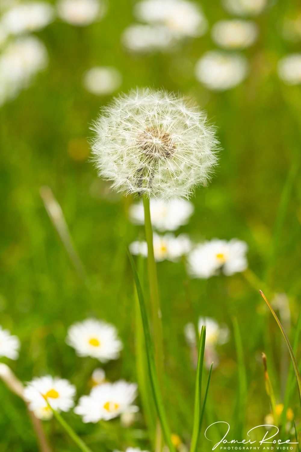 Close-up of a dandelion seed head in a green field with white daisies in the background.