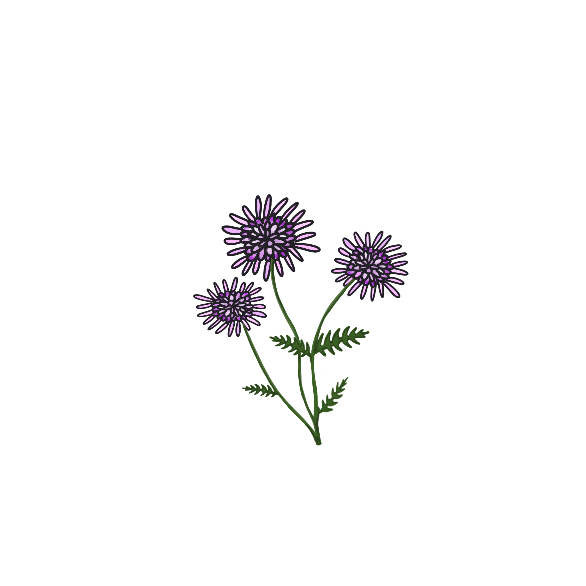 Illustration af blomsten blåhat med tre lillablå blomsterhoveder og grønne blade.