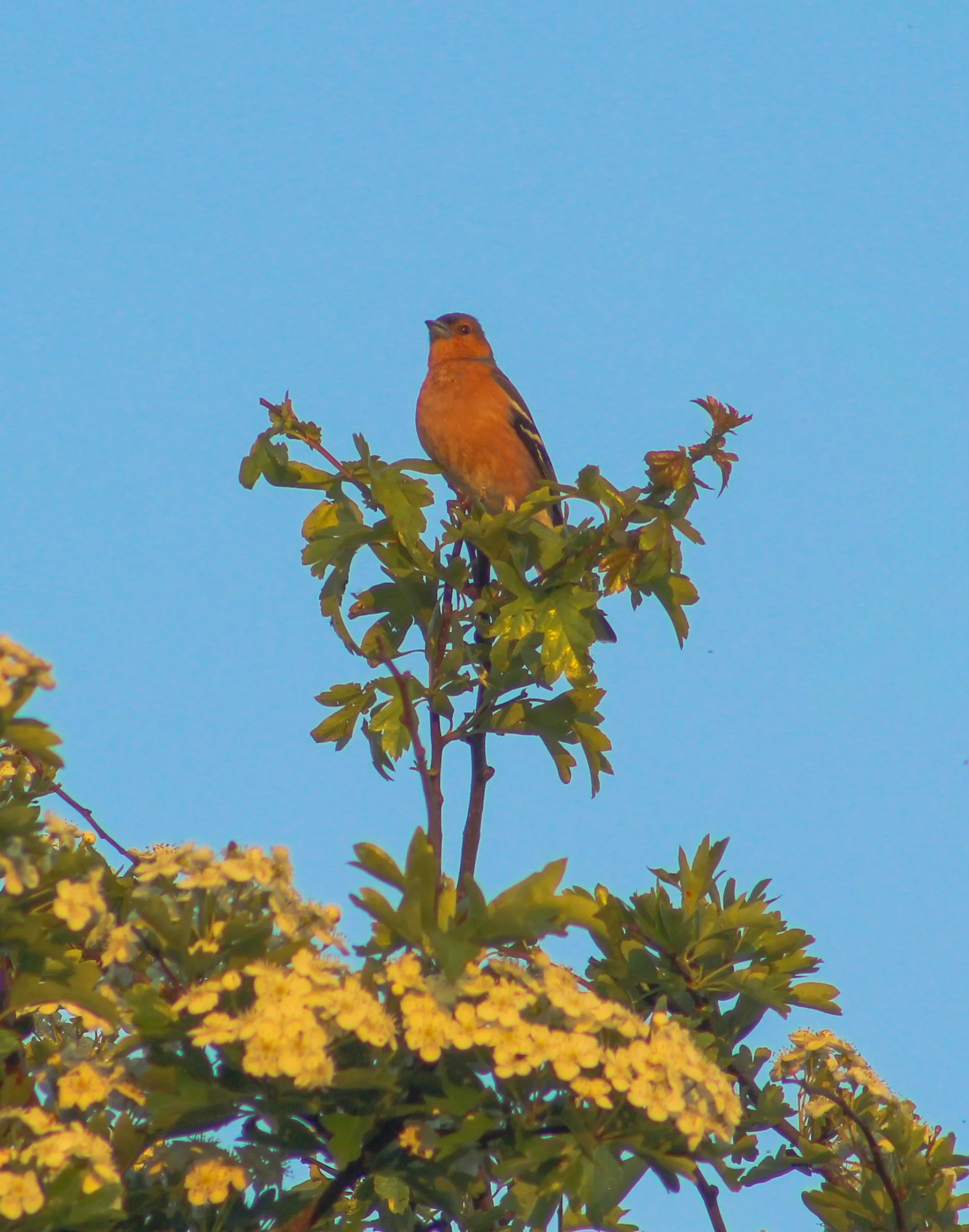 the robin.jpg