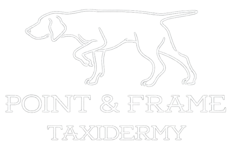 Point &amp; Frame Taxidermy