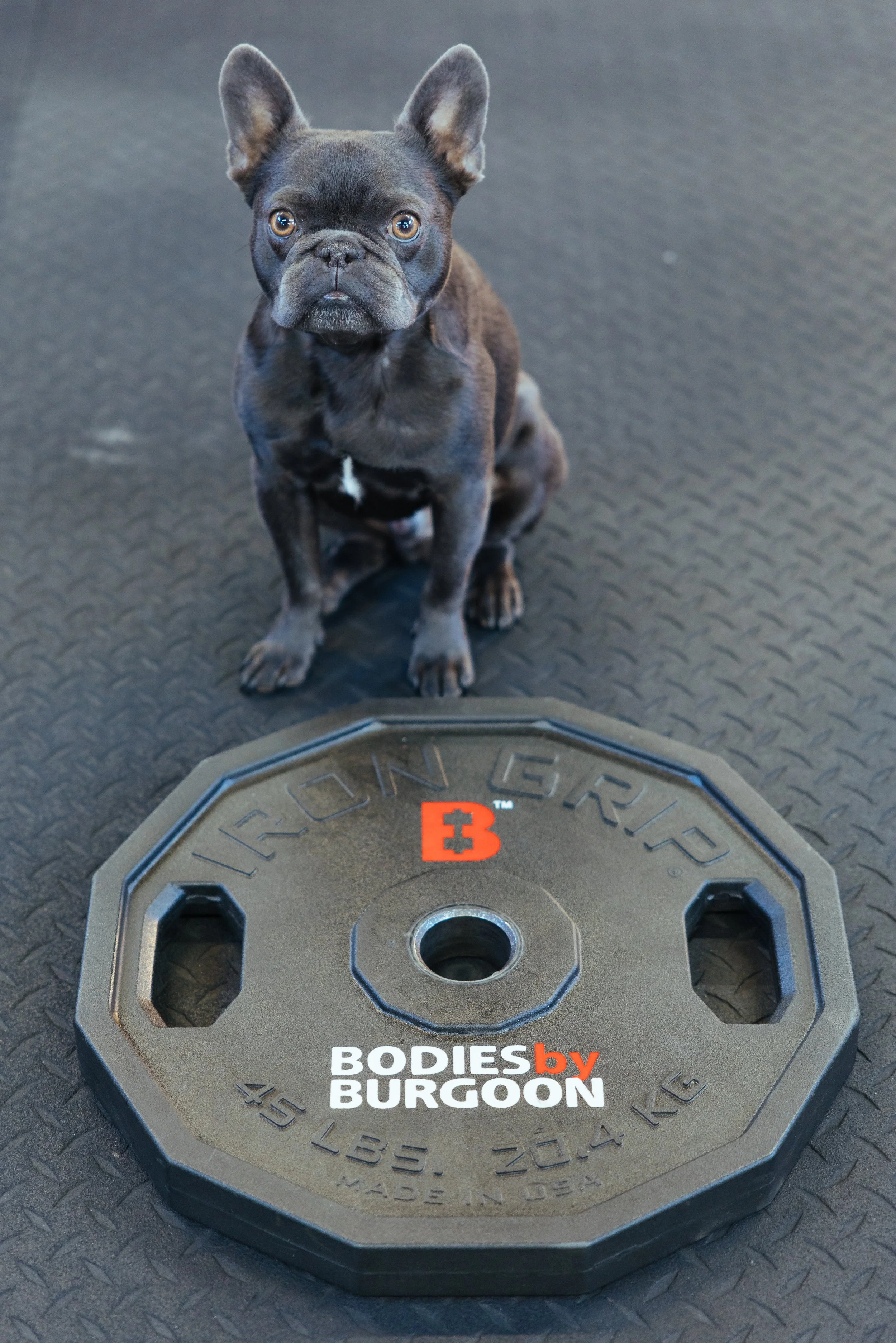 A small black French Bulldog sitting on a gym floor next to a 45-pound black weight plate labeled 'BODIES by BURGOON' and 'IRON GRIP'.