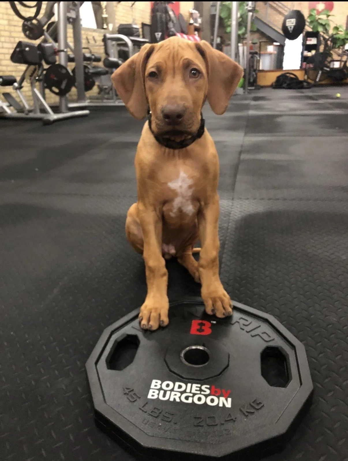 A brown puppy with floppy ears sitting on a gym weight plate in a gym. The puppy is looking at the camera with a curious expression.