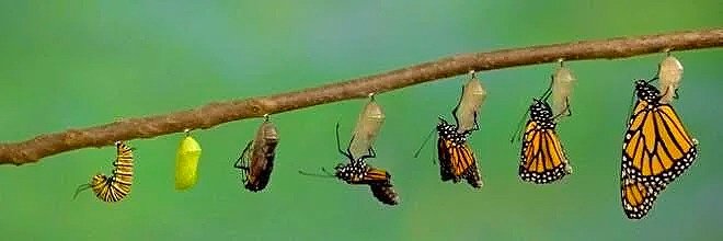 Sequence of butterfly and chrysalis stages on a plant stem, showing a caterpillar, chrysalis, and butterflies emerging.