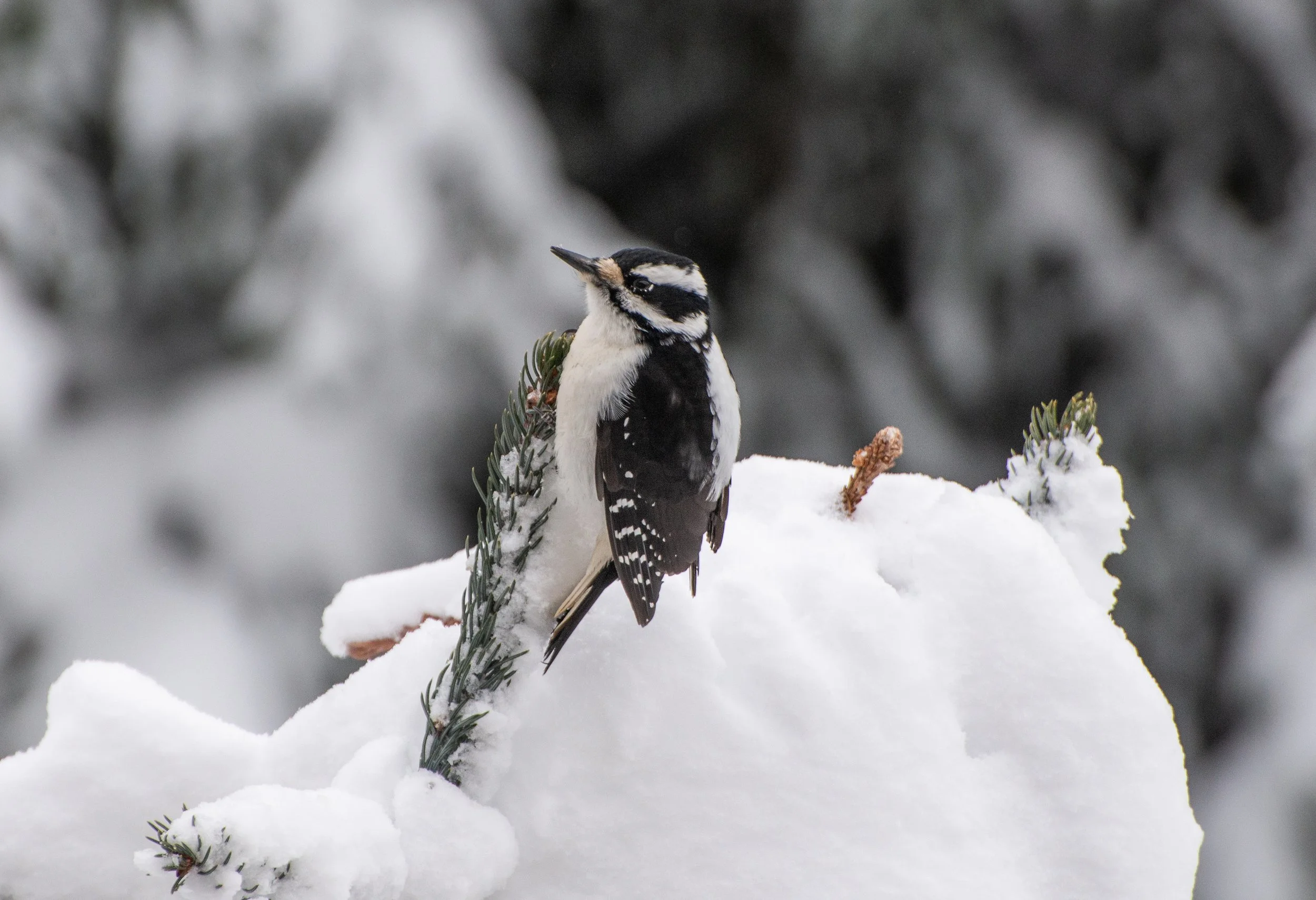 DSC_2823.jpg