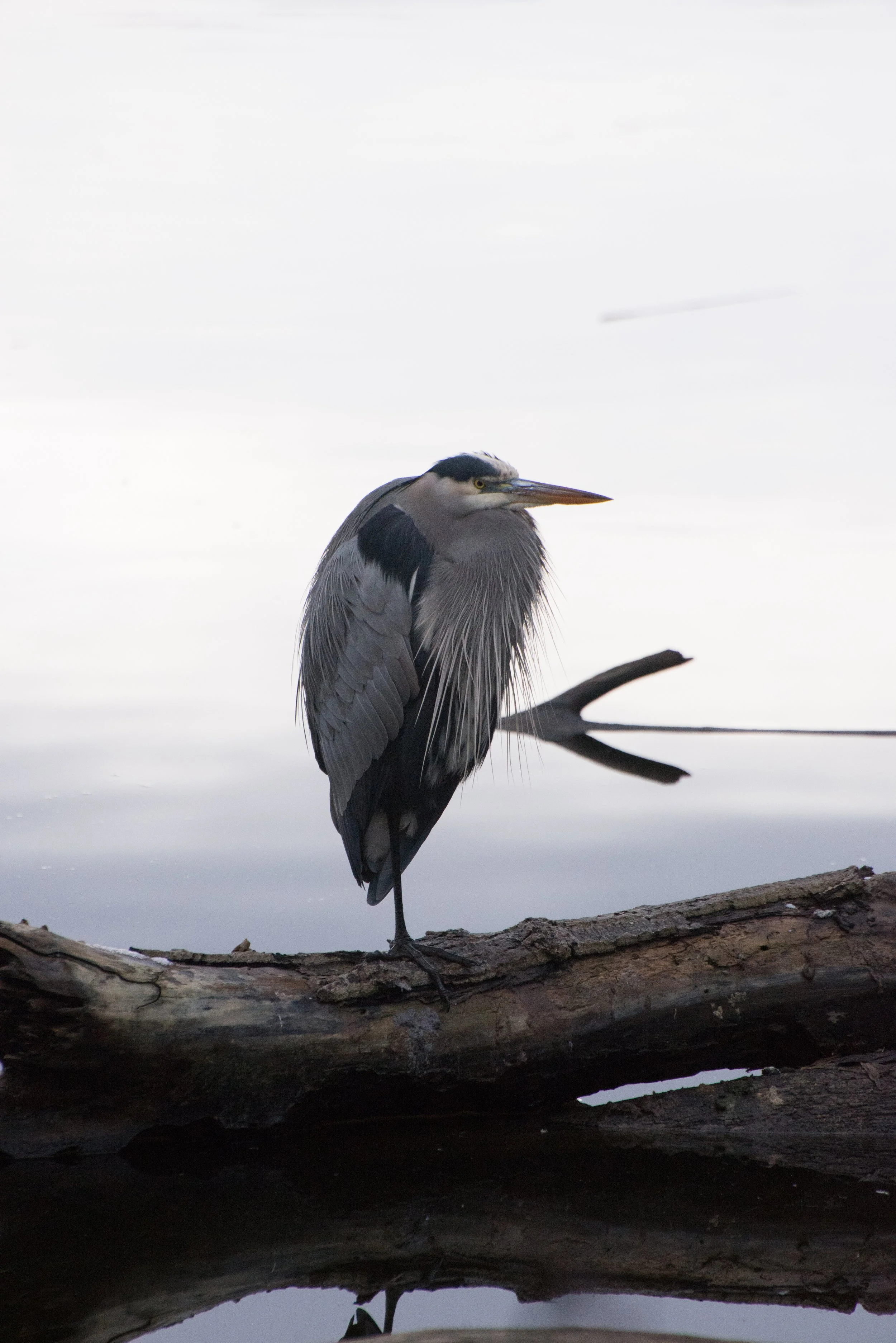 DSC_2991.jpg