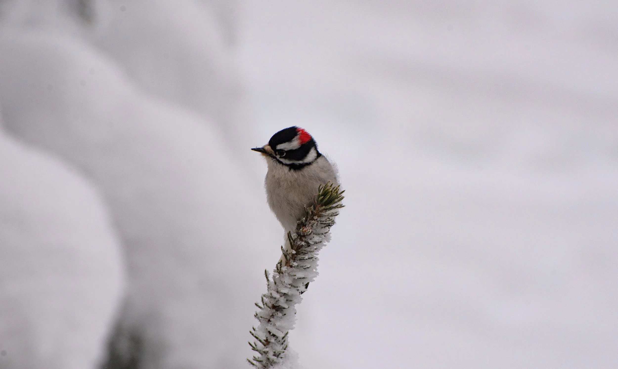 DSC_2917.jpg