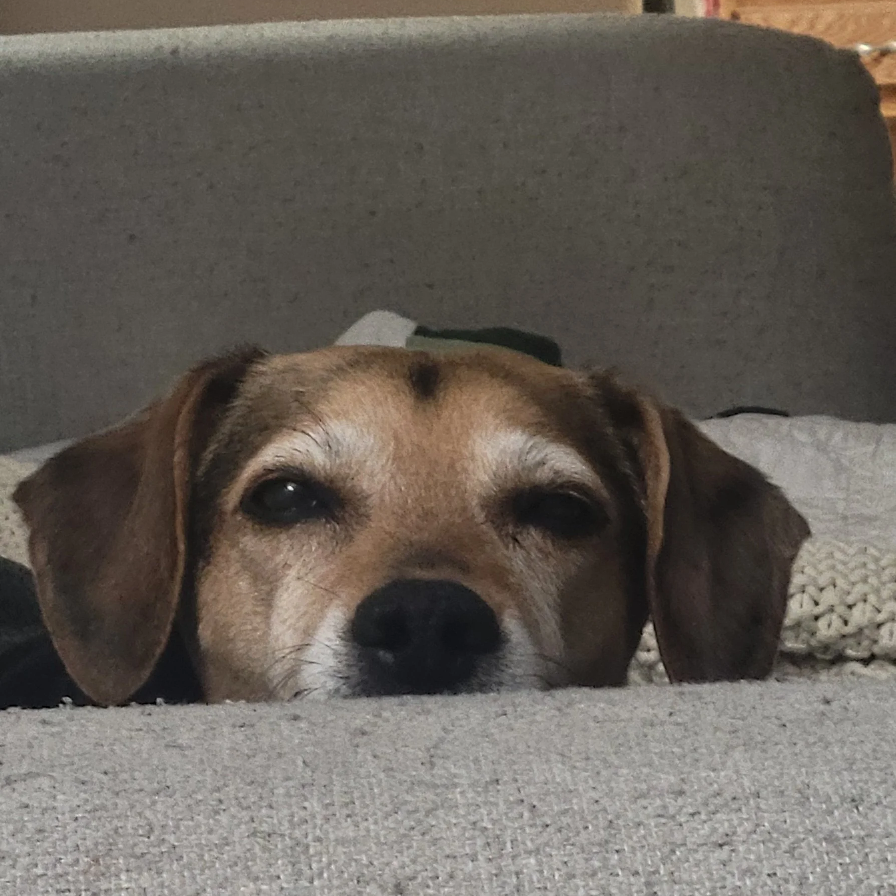 A dog lying on a carpeted surface with its head resting on the ground, looking directly at the camera.