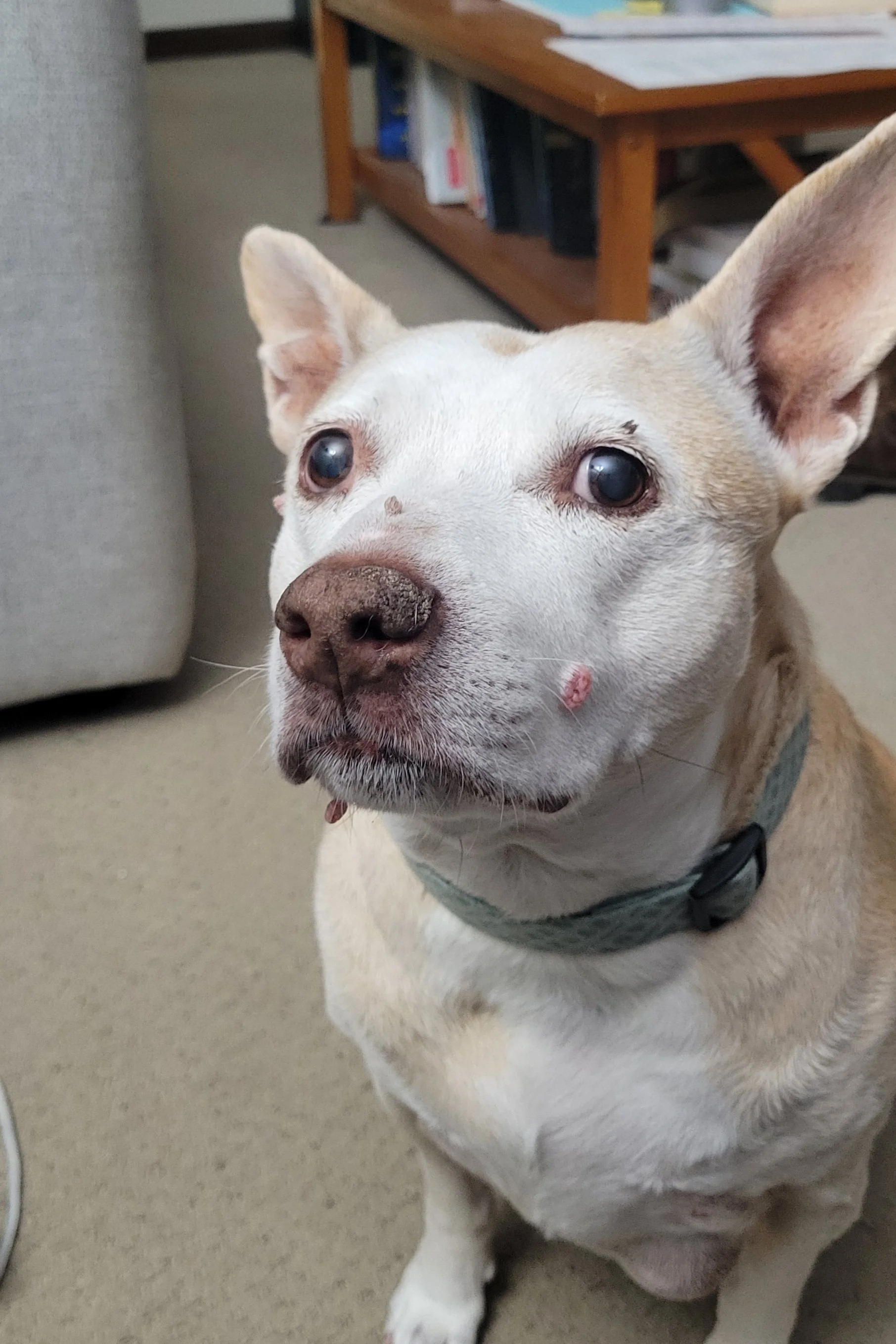 tan and white pittie mix rescue dog