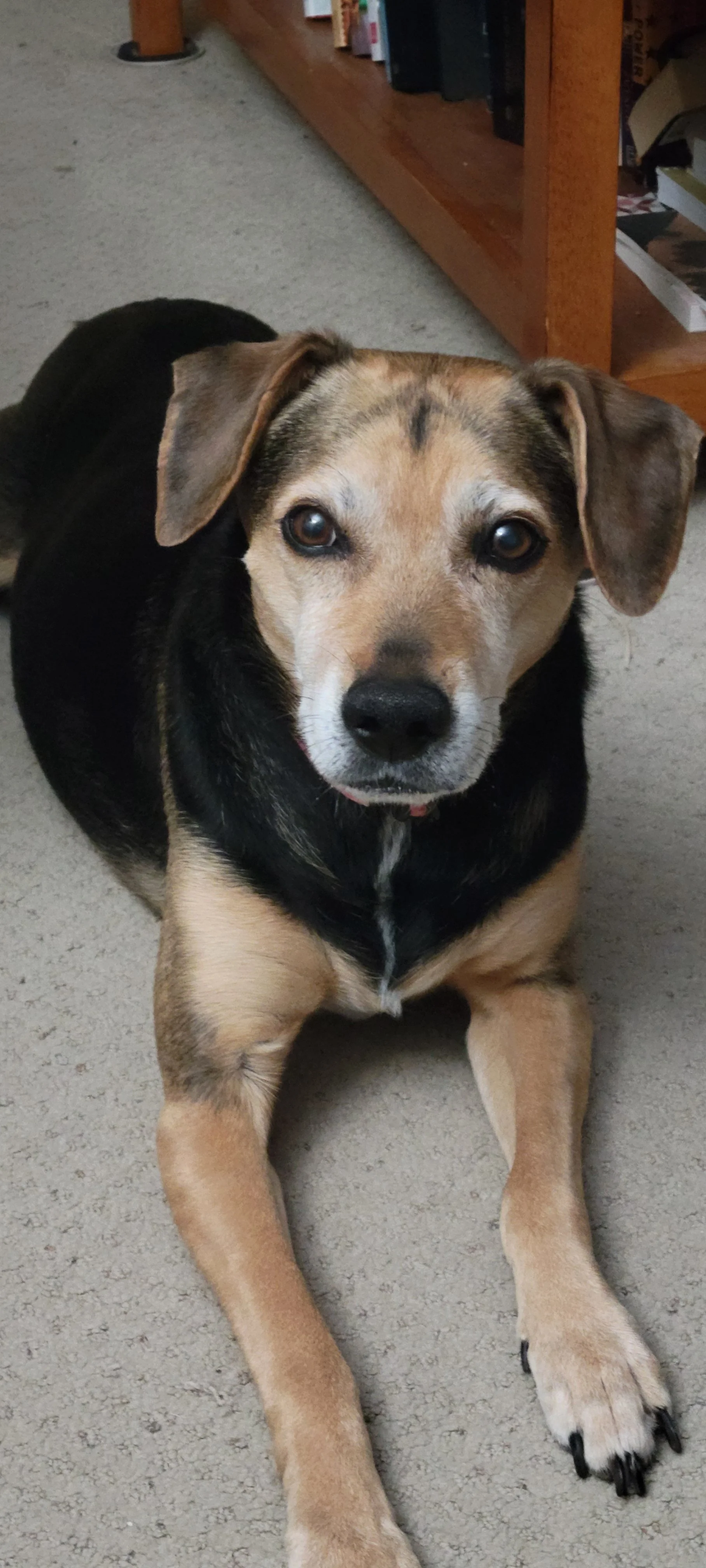 Opal a black and tan hound mix dog