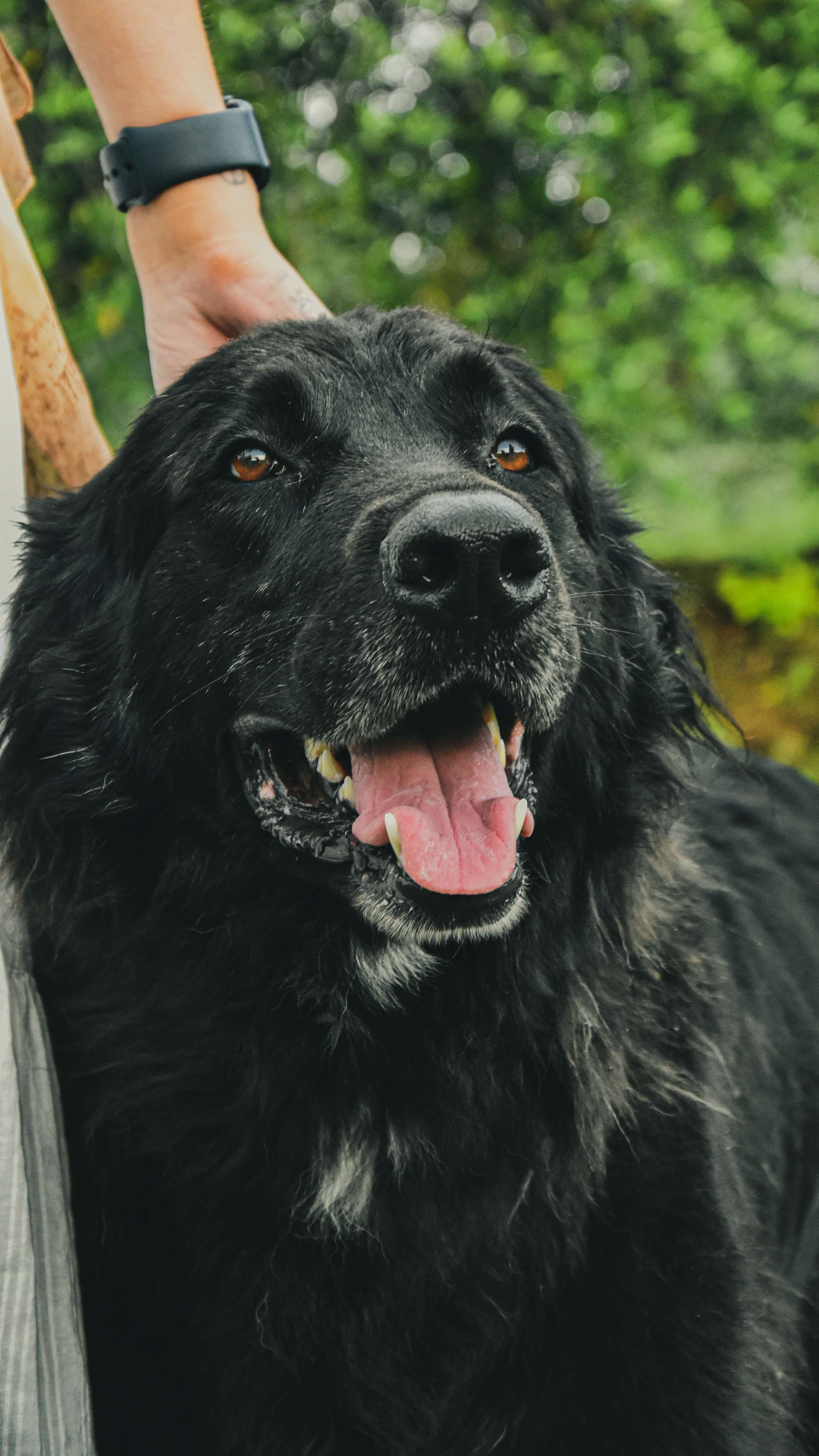 Close-up of a black dog with some grey fur and a pink tongue showing, outdoors with green foliage in the background.