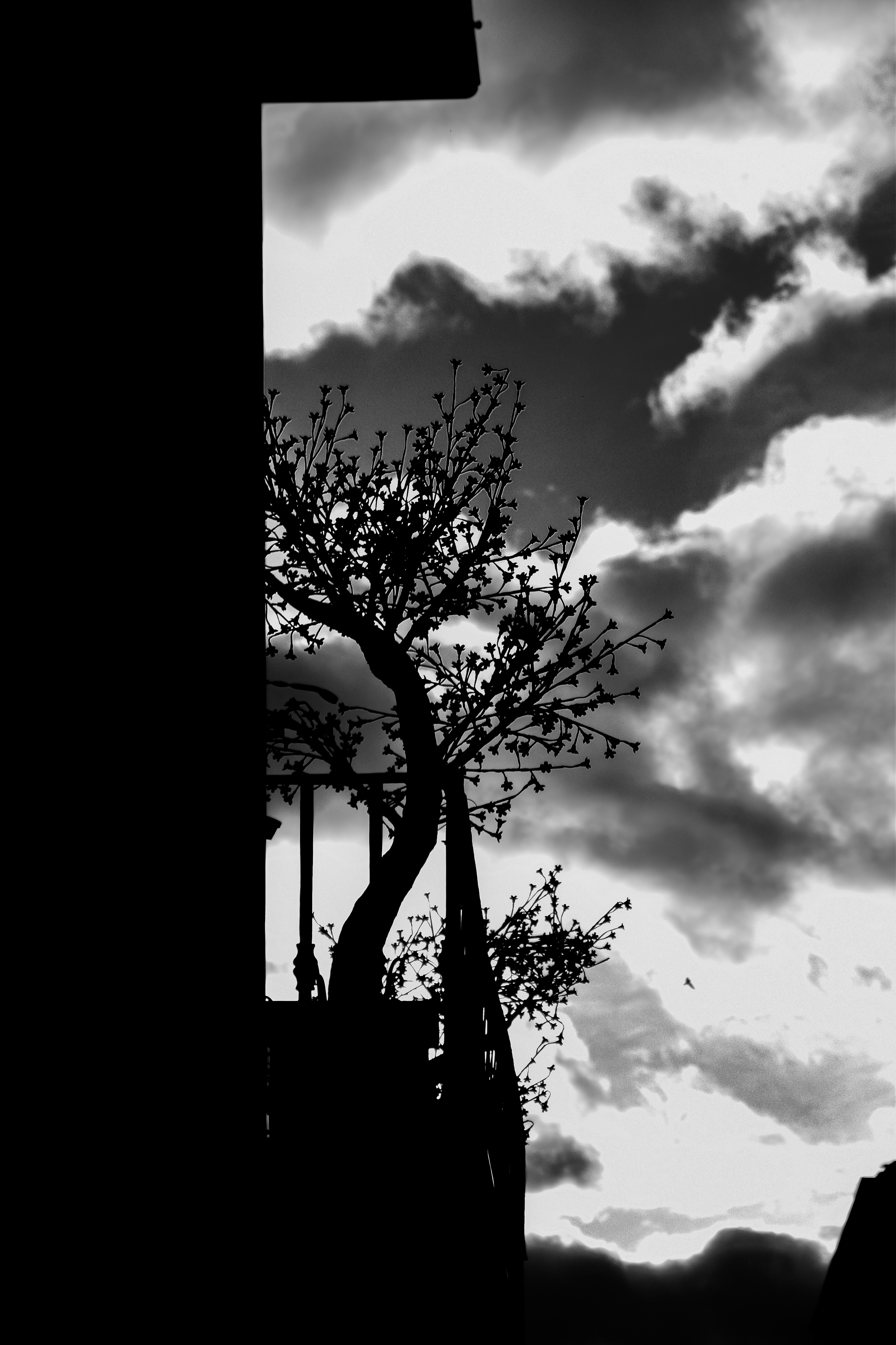 Silhouette of a leafless tree with a cloudy sky in the background, seen from a city street with part of a building in the frame.