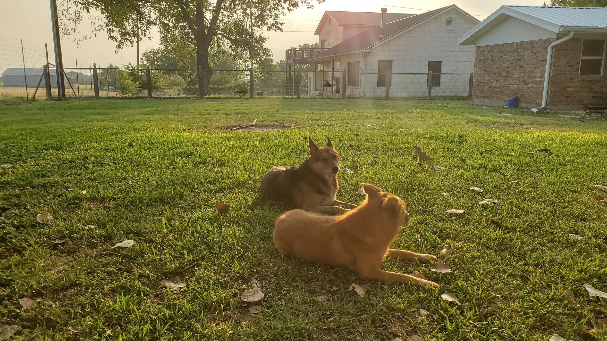 1.5 Hour Session Walk in the Park