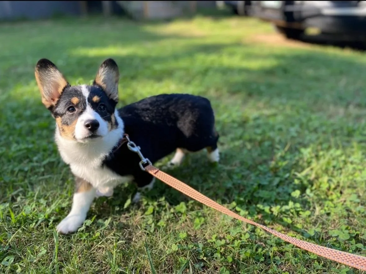 A cute puppy with black, white, and tan fur, standing on grass while on a leash outdoors during daytime.