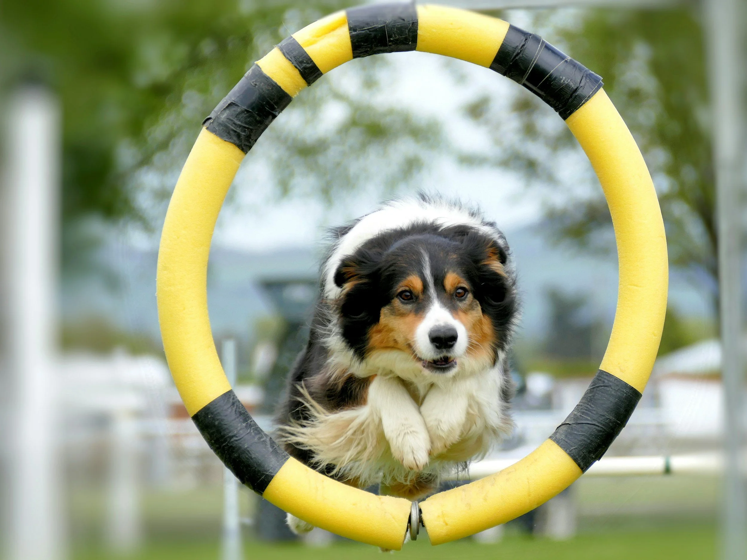 Australian Shepherd dog jumping through a yellow and black agility hoop outdoors.