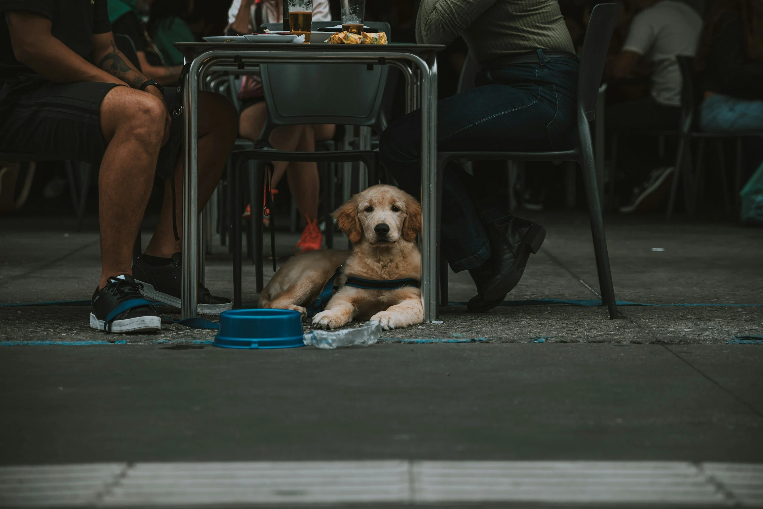 A golden retriever puppy lying under a table in a crowded indoor setting, with cups and a tray on the table above, and a blue food bowl on the ground nearby.