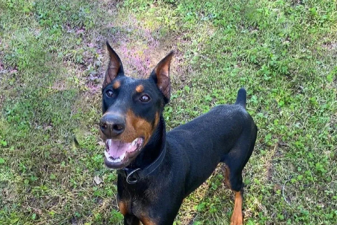 Happy black and tan dog with pointy ears standing on grassy area, looking up at the camera.