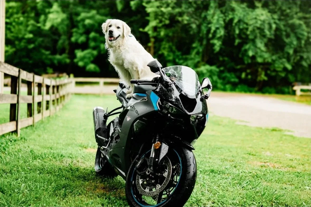 A large white dog sitting on a black motorcycle on a grassy area, with a background of green trees and a wooden fence.