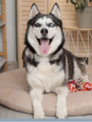 A happy husky dog sitting on a cushion in a room with a wooden door and a plant in the background.