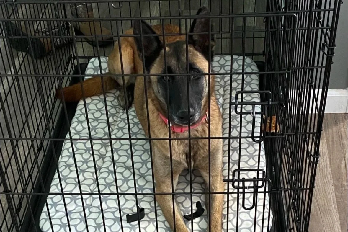A puppy inside a black metal crate with a white patterned pad, looking out through the bars.