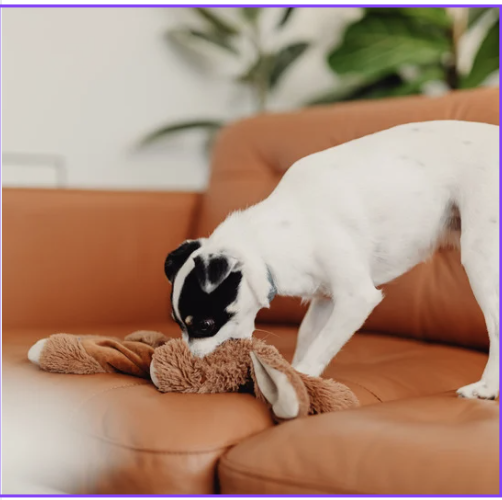 Dog playing with plush toy on brown leather couch with green plant in background.