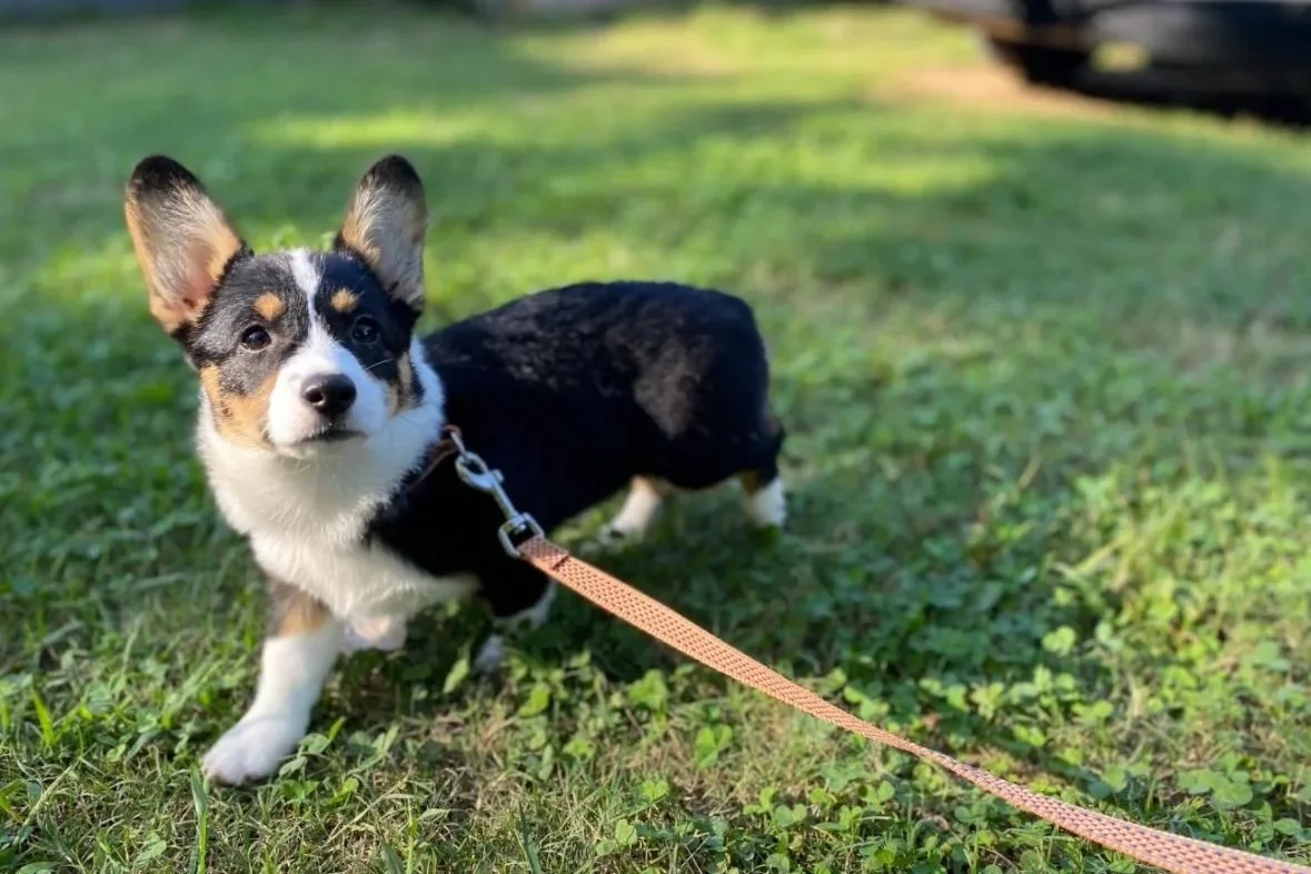 A cute puppy with a black, white, and tan coat standing on green grass, looking at the camera, on a leash.