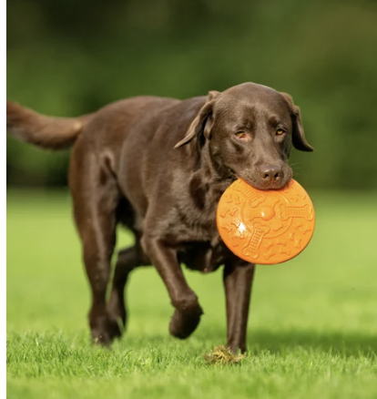 Dog carrying an orange frisbee in its mouth on a grassy field.