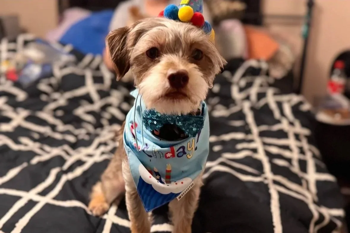 A small dog wearing a blue birthday bandana and a colorful headband with pom-poms, sitting on a bed with a black and white patterned blanket.