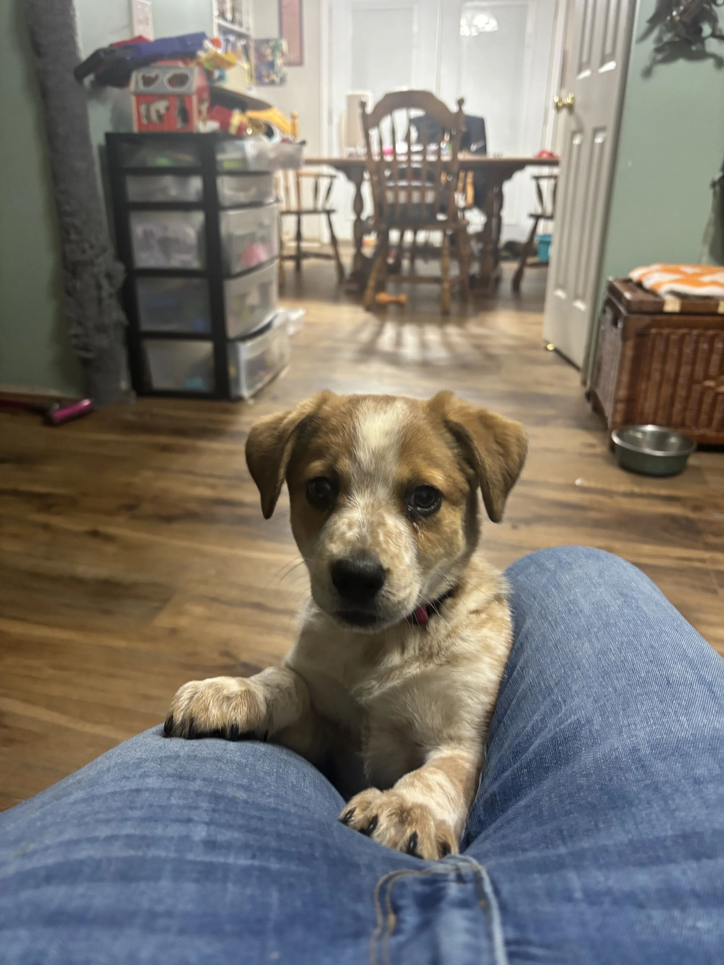 A puppy with brown and white fur resting its paws on a person’s jean-clad leg, looking at the camera in a living room with wooden flooring and furniture.