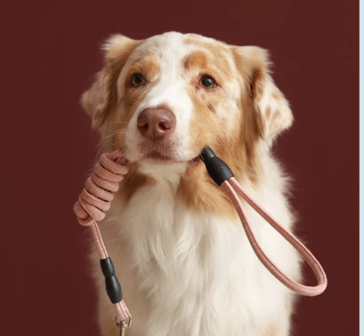 Dog with a pink leash in its mouth on a red background.